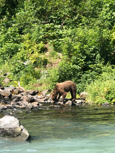 picture of brown bear along the bank looking for salmon, with AK Go Fishing, and charter fishing at Kenai, Alaska AKgoFishing adventures